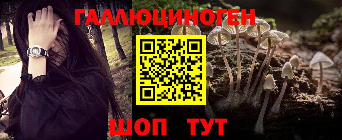 Галлюциногенные грибы Psilocybe Кимовск